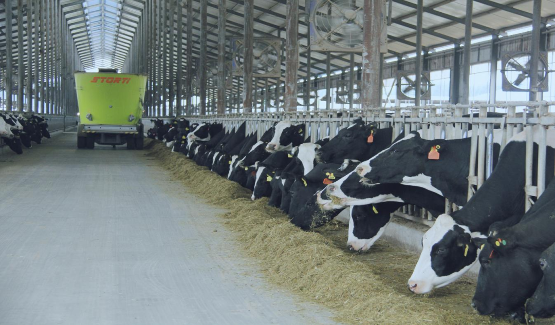 北京大学南南合作与发展学院教授、全球伙伴关系主任周咏梅一行莅临B体育在线登录平舆瑞亚牧业参观调研