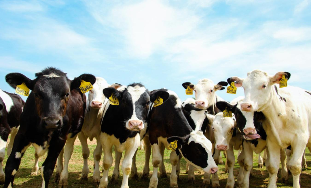 北京大学南南合作与发展学院教授、全球伙伴关系主任周咏梅一行莅临B体育在线登录平舆瑞亚牧业参观调研