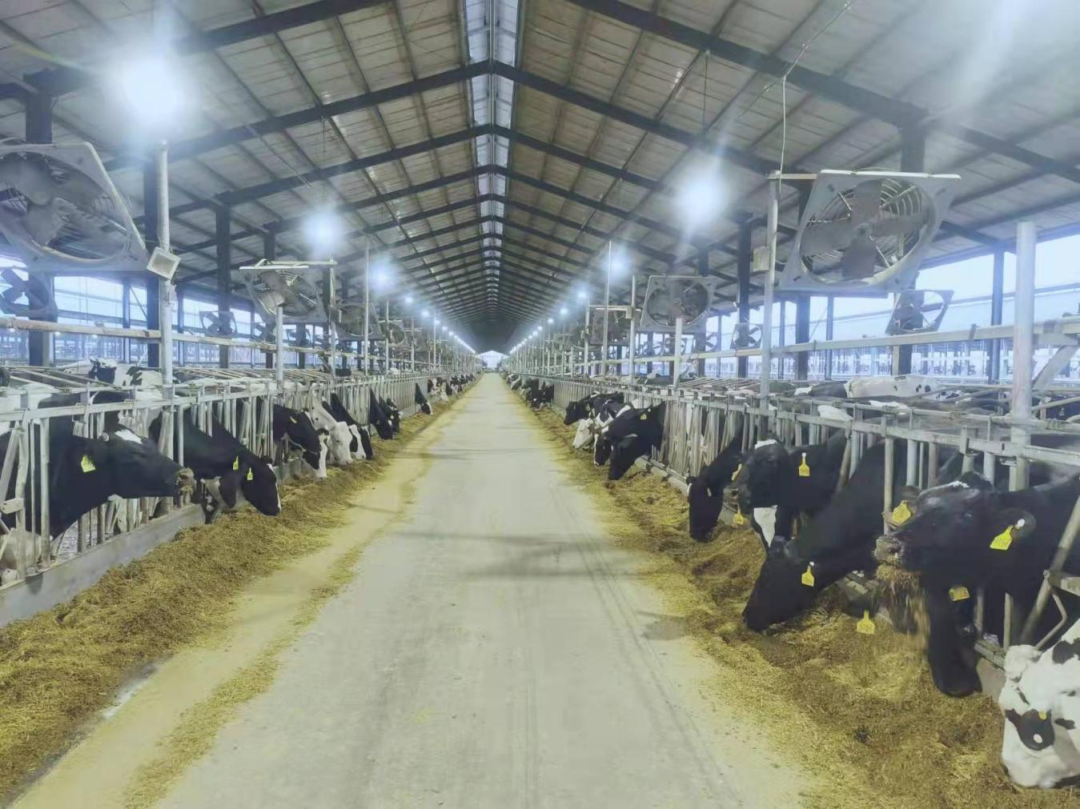 北京大学南南合作与发展学院教授、全球伙伴关系主任周咏梅一行莅临B体育在线登录平舆瑞亚牧业参观调研