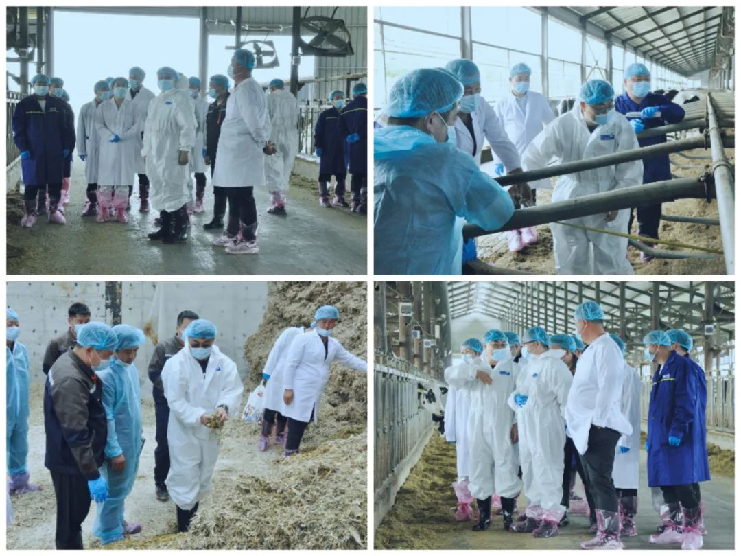 B体育在线登录丨国家奶牛产业技术体系首席科学家、中国农业大学教授李胜利一行莅临B体育在线登录鲁山瑞亚参观调研