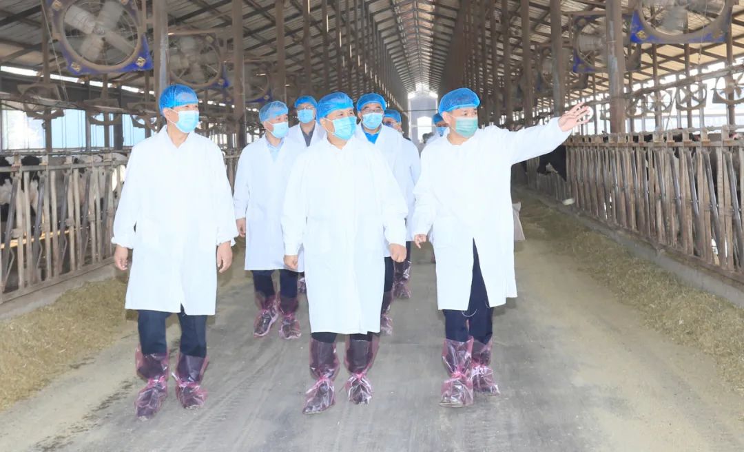 快讯丨河南省人民政府副省长武国定莅临B体育在线登录乳业集团瑞亚牧业调研奶源基地建设情况 快讯丨河南省人民政府副省长武国定莅临B体育在线登录乳业集团瑞亚牧业调研奶源基地建设情况