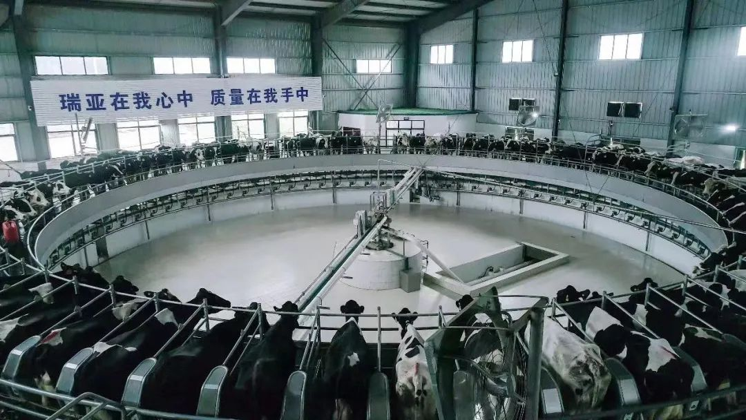 喜讯 | B体育在线登录一座自有牧场入选河南省“DHI测定优秀牧场”