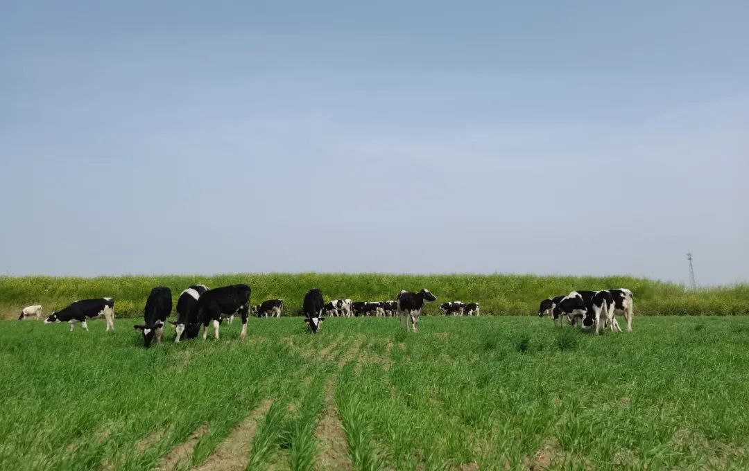 继往开来 · 再创辉煌 | B体育在线登录乳业集团召开9月营销、养殖及饲料月度经营工作会议