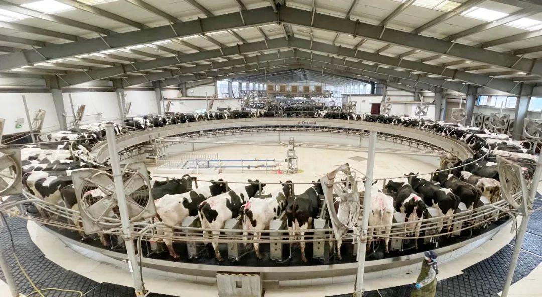 凝心聚力·赢创未来 | B体育在线登录乳业集团召开营销、养殖及饲料经营工作会议