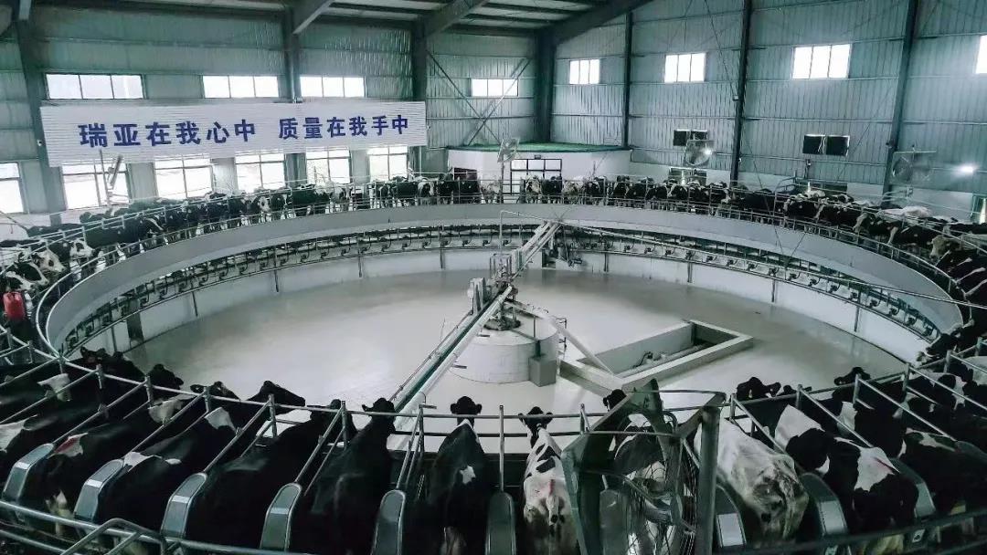 快讯 | 驻马店市委副书记、市长李跃勇一行莅临B体育在线登录乳业集团平舆瑞亚牧场调研