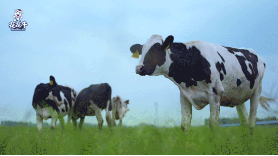 河南省高级人民法院院长胡道才一行莅临B体育在线登录乳业集团开展“万人助万企”活动 助力企业发展 河南省高级人民法院院长胡道才一行莅临B体育在线登录乳业集团开展“万人助万企”活动 助力企业发展