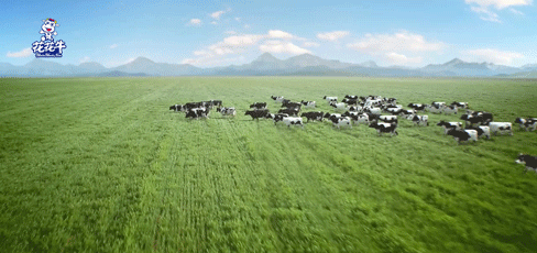 快讯 | 湖北省农业厅副厅长王海涛等领导一行莅临河南B体育在线登录乳业集团参观调研