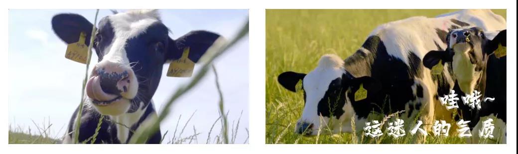 荣誉 | 2019年度河南省美丽牧场名单新鲜出炉 B体育在线登录乳业集团旗下六个牧场榜上有名