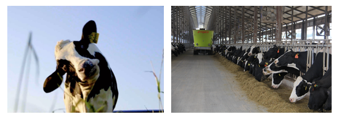 荣誉 | 2019年度河南省美丽牧场名单新鲜出炉 B体育在线登录乳业集团旗下六个牧场榜上有名