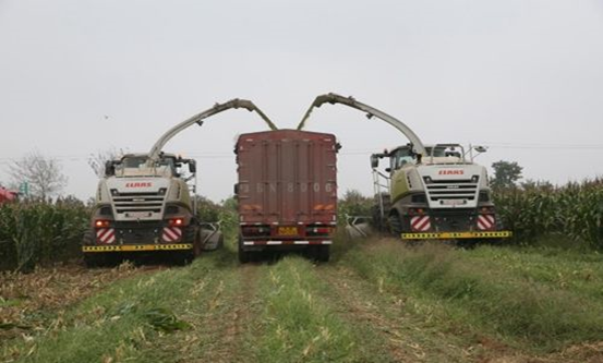 B体育在线登录 2020年玉米青贮采购信息