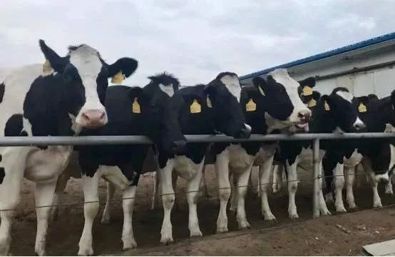 省委书记王国生到河南B体育在线登录乳业集团·新蔡瑞亚牧业有限公司调研