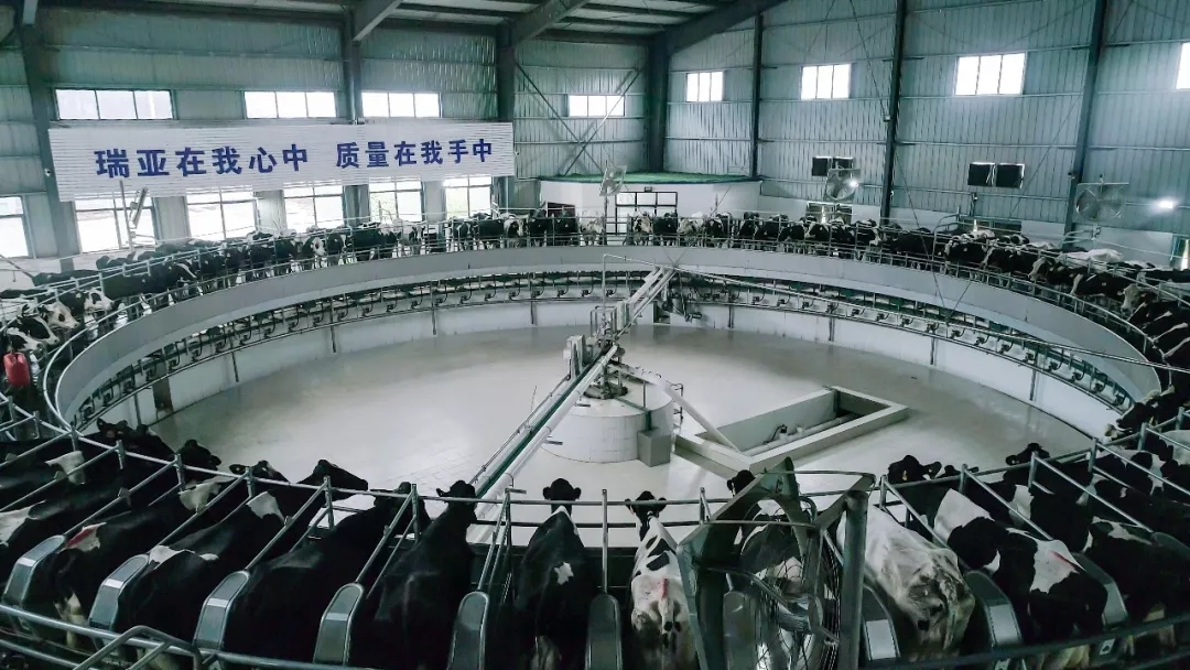 第31届中原畜牧业交易博览会 || B体育在线登录乳业集团获“河南省畜牧行业——最具影响力品牌”奖