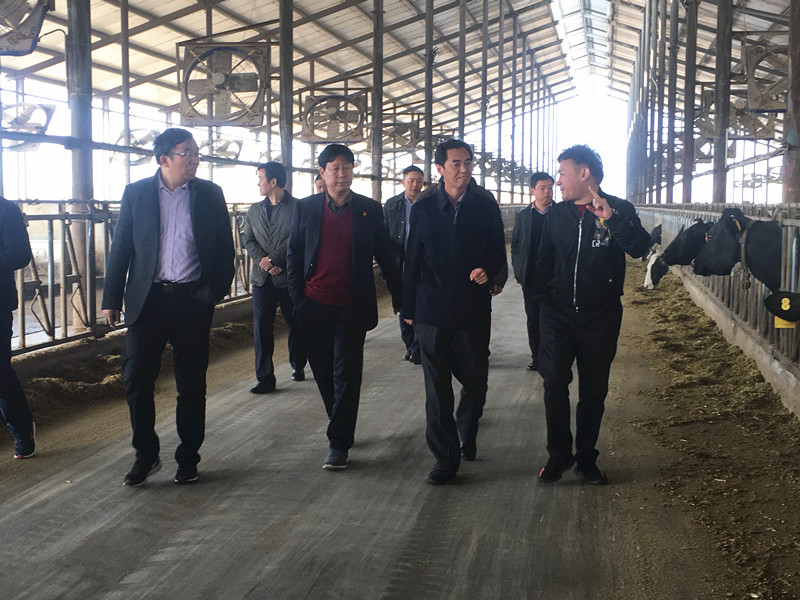 封丘县县长王献臣一行莅临 B体育在线登录集团养殖、乳品事业部参观调研
