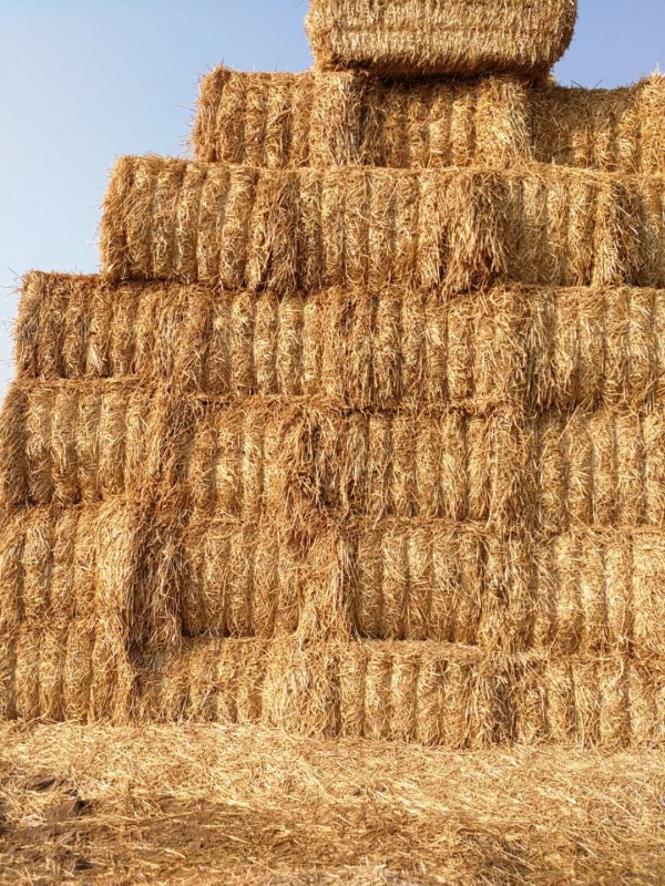 B体育在线登录 2020年小麦秸秆订单采购信息