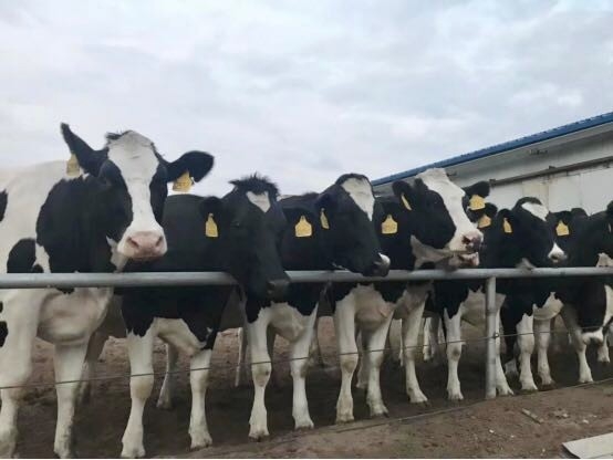 B体育在线登录乳业集团2019年花生秸秆招标公告